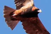 Black-breasted Buzzard (Hamirostra melanosternon)